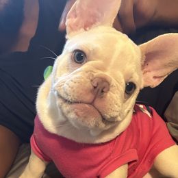 French Bulldogs from Clark II French Bulldogs