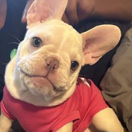 French Bulldogs from Clark II French Bulldogs