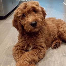 Aussiedoodles, Cavapoos, Cockapoos, Cocker Spaniels, Goldendoodles, and Golden Retrievers from Hunting Creek Kennels