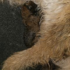 Belgian Laekenois puppies from Guenshci's Belgian Laekenois