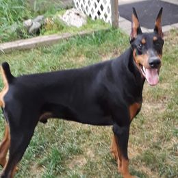 Doberman Pinscher All Grown Up from LaBella Dobermans