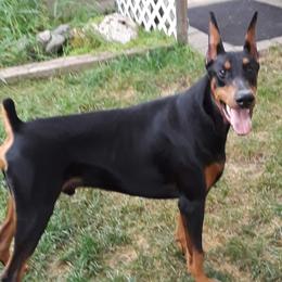 Doberman Pinscher All Grown Up from LaBella Dobermans