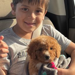 Cavapoo and Cockapoo Puppies from The Barkery