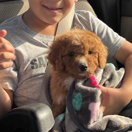 Cavapoo and Cockapoo Puppies from The Barkery