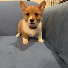 Girl 1 - Red female Pembroke Welsh Corgi puppy in Waxahachie, Texas from 4G Farms Corgi’s
