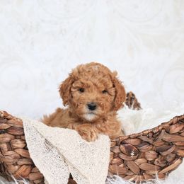 Goldendoodle Puppies from Serene Canyon Doodles