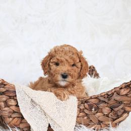Goldendoodle Puppies from Serene Canyon Doodles