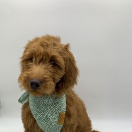 Goldendoodles and Yorkshire Terriers from Southern Cream Goldens and Yorkies