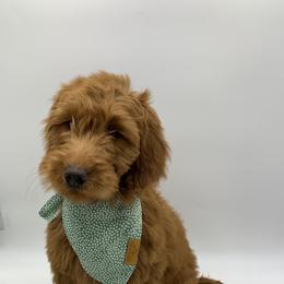 Goldendoodles and Yorkshire Terriers from Southern Cream Goldens and Yorkies
