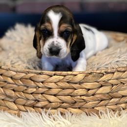 Vanilla - Black brown and white female Basset Hound puppy in Lone Jack, Missouri from Wee Little Bassets