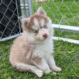 Blake - Red and white male Pomsky puppy in Charlotte, Michigan from Moore Pomskies