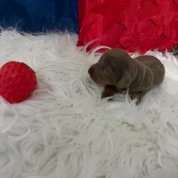 Akc Pegasus - Fawn (isabella) and tan female Dachshund puppy in Erie, Michigan from Champagne’s Grinch Toe’d Dachshunds