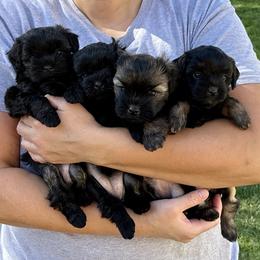 Lowchen Puppies from Calikij