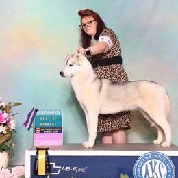 Mercy - Siberian Husky