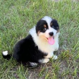 Crook - Black tri-color male Australian Shepherd puppy in Mc Alpin, Florida from RussKris Farms Aussies & Corgis