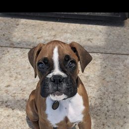 Boxer and Shih Tzu Puppies from L&L European Boxers and Shih Tzus