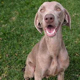 Lou (Lulu) - Weimaraner