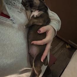 Male - Red male Boerboel puppy in Flemingsburg, Kentucky from Aussgardian Boerboels
