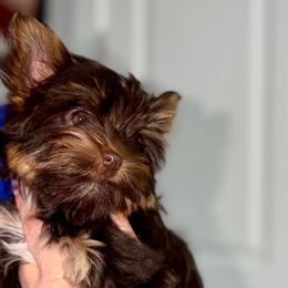 Candy girl - Chocolate, tan and white female Yorkshire Terrier puppy in Cape Coral, Florida from Katherine’s Yorkies and Poodles