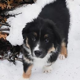 Midnight - Black tri-color male Australian Shepherd puppy in Colfax, Wisconsin from Heart and Solberg Aussies