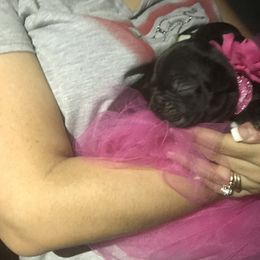 French Bulldog Puppies from Bouledogue Royal