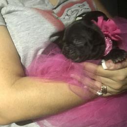 French Bulldog Puppies from Bouledogue Royal
