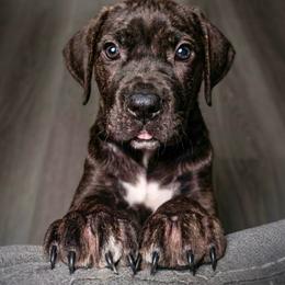 Miracle - Chestnut brindle female Cane Corso puppy in Haslet, Texas from Trained To Go Corso Kennels (T.T.G. Corso Kennels)