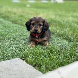 Dachshund Puppies from Itty Bitty Dachshunds