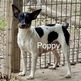 Poppy - Rat Terrier