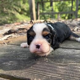 Winchester - Tri-color male Cavalier King Charles Spaniel puppy in Comer, Georgia from Stratton Spaniels