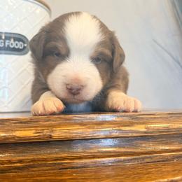 Snag - Red tri male Miniature Australian Shepherd puppy in Lakeport, California from Akins Aussies/Wild Rose Ranch