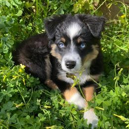 Miniature Australian Shepherds and Toy Australian Shepherds from Cedar Creek Aussies