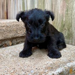 Lottie - Black female Scottish Terrier puppy in Chattanooga, Oklahoma from Lottie Dottie Scottie’s and Papillons