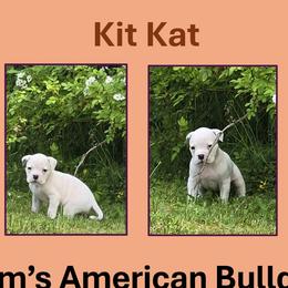 Kit Kat - White female American Bulldog puppy in Three Rivers, Michigan from Jemms Kennels
