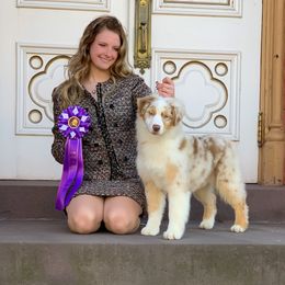 Australian Shepherd Puppies from Paramount Aussies