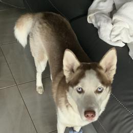Malakai - Siberian Husky