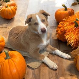 Summer - Australian Shepherd