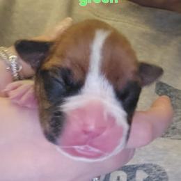 Girl 2 - Fawn female Boxer puppy in Plainville, Connecticut from AKC Boxer Club Plainville and Plank trail boxers