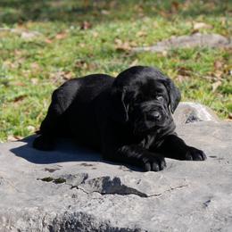 Swan - Black female Labrador Retriever puppy in Buffalo Valley, Tennessee from Buffalo Valley Breeders