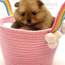 Clementine - Red sable female Pomeranian puppy in Redlands, California from Torrey Hills Poms