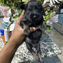 Male 1 - Parti male Miniature Schnauzer puppy in Pearland, Texas from K & S Schnauzers