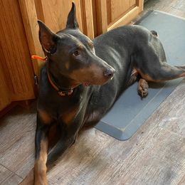 Cane Corso and Doberman Pinschers from Ward's Dobermans and Corsos