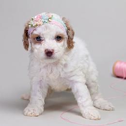 Parti Girl 1 AKC - Parti female Poodle puppy in Miami, Florida from JF Kennels Miniature & Toy Poodles