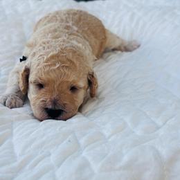 John - Apricot male Cavapoo puppy in Piedmont, Oklahoma from Perdue Puppies