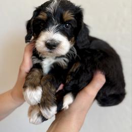 Boy 2 - Tri-color male Bernedoodle puppy in Phoenix, Arizona from Doodles of the Desert