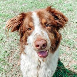 Sadie - Australian Shepherd