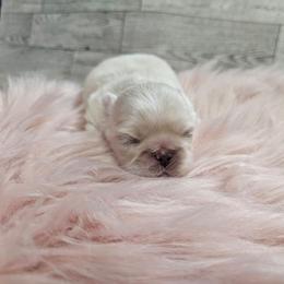 Tashy girl 3 - White female Pekingese puppy in Maurice, Louisiana from Stephanie's Bayou Pekingese