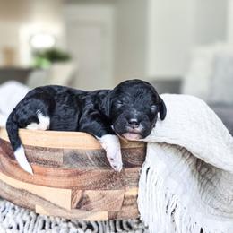 Stanley - Parti male Poodle puppy in Gaylord, Michigan from Dog Mom Co. Poodles