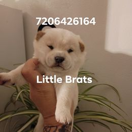 Cottonball new pics posted - Cream female Shiba Inu puppy in Colorado Springs, Colorado from Little Brats