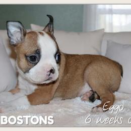 Boy 2-Eggo - Seal and white male Boston Terrier puppy in North Central, Vermont from Windy Valley’s Bostons
